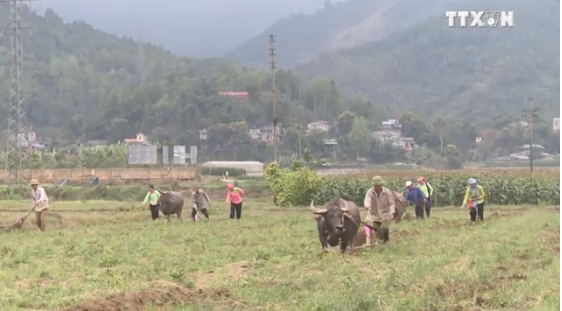老街省热依族同胞纷纷参加下田节 ảnh 2 老街省热依族同胞纷纷参加下田节 ảnh 2