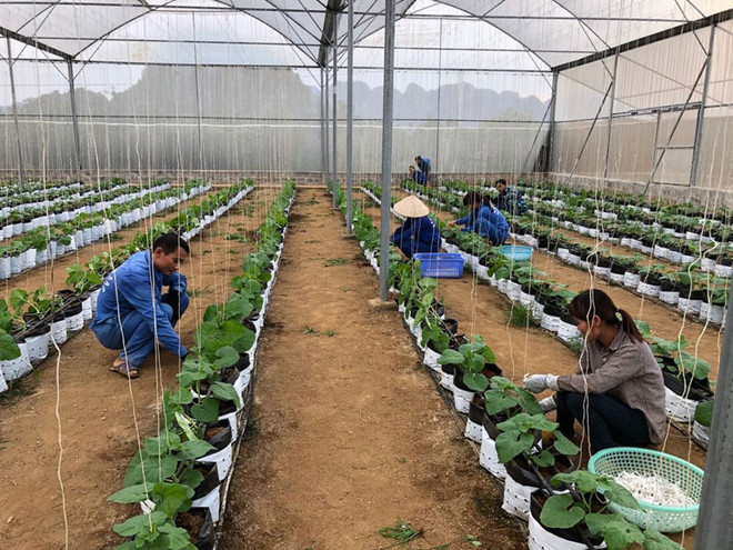 越南种植业力争2019年出口额达210亿美元 ảnh 1 越南种植业力争2019年出口额达210亿美元 ảnh 1