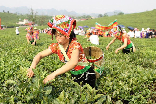 越南山罗省木州高原茶文化之美 ảnh 1 越南山罗省木州高原茶文化之美 ảnh 1