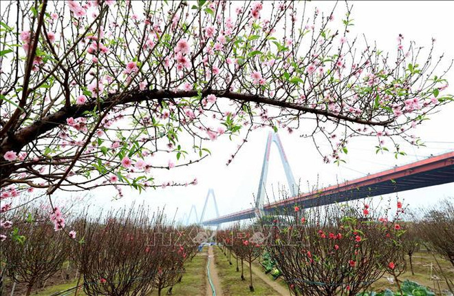 为什么越南人过年时要在家里摆放着桃花、梅花、金橘? ảnh 1 为什么越南人过年时要在家里摆放着桃花、梅花、金橘? ảnh 1