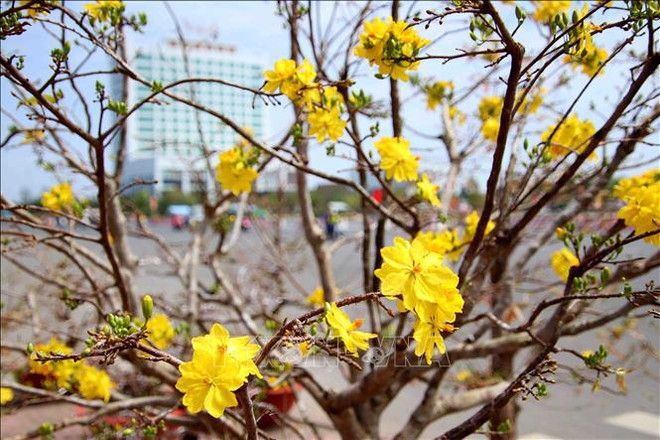 为什么越南人过年时要在家里摆放着桃花、梅花、金橘? ảnh 2 为什么越南人过年时要在家里摆放着桃花、梅花、金橘? ảnh 2