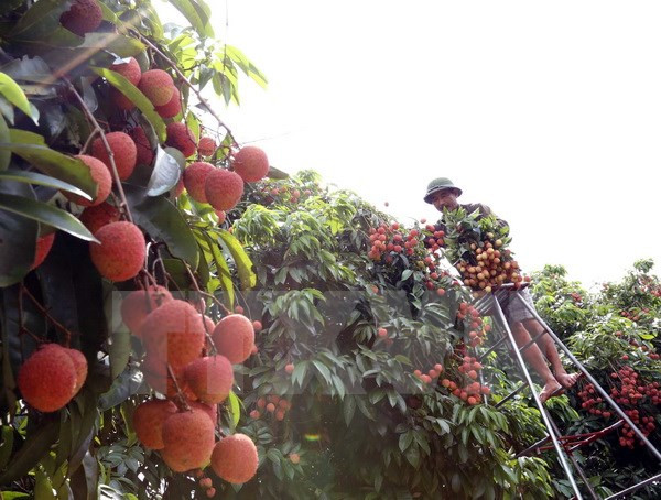 越中企业共同商讨扩大北江省荔枝销售市场措施 ảnh 1 越中企业共同商讨扩大北江省荔枝销售市场措施 ảnh 1