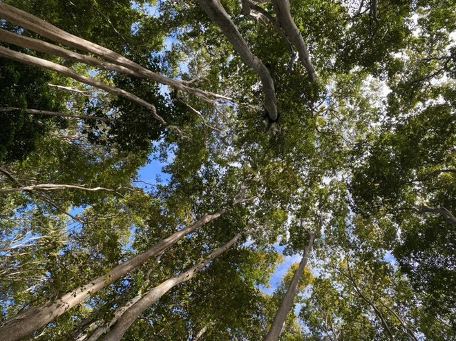 昆嵩省为编制昆嵩高原世界生物圈保护区申请档案做准备 ảnh 1