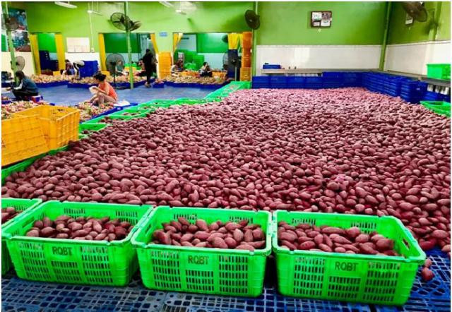 MM Mega Market公司每月向泰国出口150吨越南农水产品 ảnh 2 MM Mega Market公司每月向泰国出口150吨越南农水产品 ảnh 2