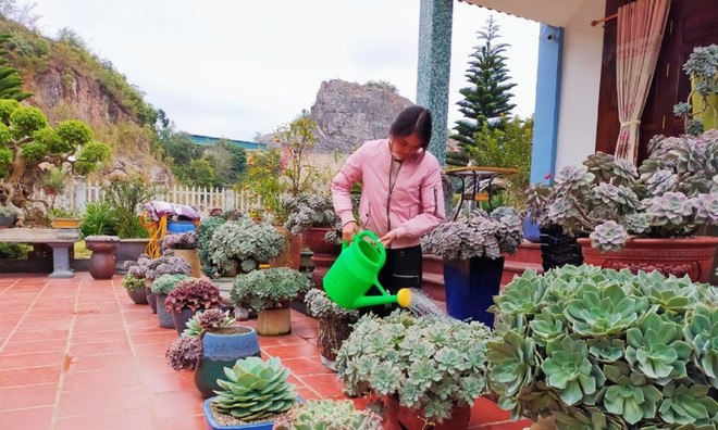 在家中种植石莲花 为家庭带来长久的吉祥之气 ảnh 1 在家中种植石莲花 为家庭带来长久的吉祥之气 ảnh 1