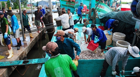 越南渔业捕捞总产量达逾134万吨 ảnh 1