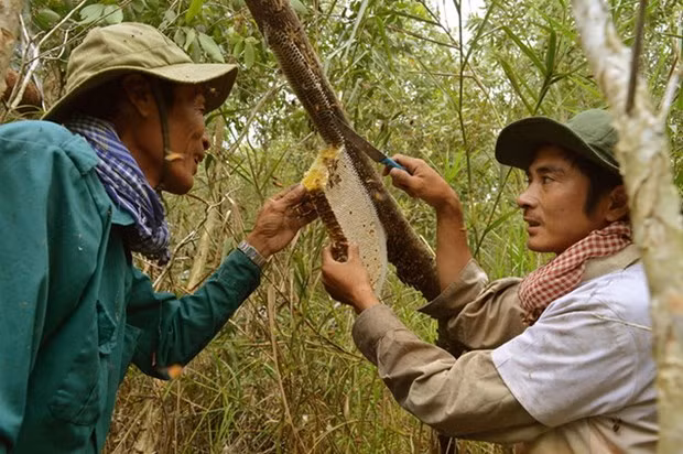 金瓯省两个独特职业行业获列入国家级非物质文化遗产名录 ảnh 1 金瓯省两个独特职业行业获列入国家级非物质文化遗产名录 ảnh 1