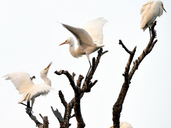 海阳省清沔县的旅游潜力 ảnh 2 海阳省清沔县的旅游潜力 ảnh 2