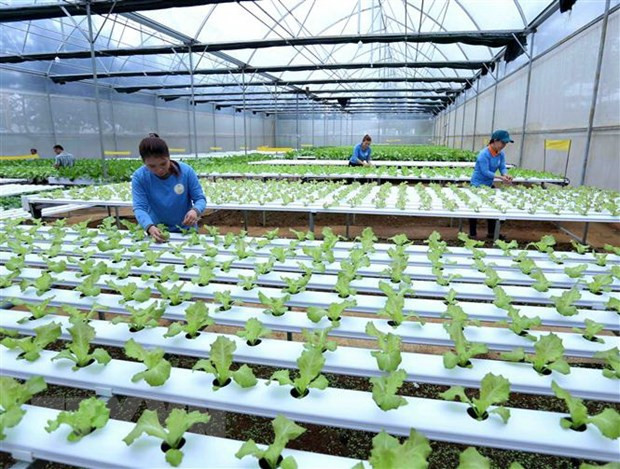 《种植业法》生效有助于实现农产品生产与加工对接 ảnh 1 《种植业法》生效有助于实现农产品生产与加工对接 ảnh 1