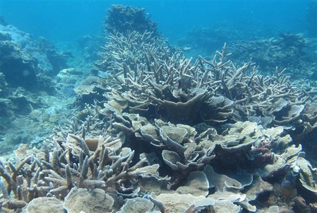 宁顺省主山国家公园着力保护和发挥生物多样性 ảnh 2