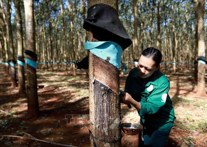 政府总理决定向雇佣少数民族劳动者的企业提供资助 ảnh 1