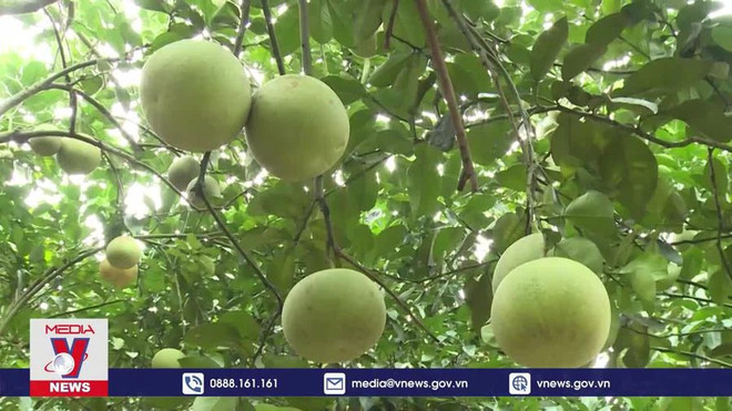 颗颗柚子让宣光省安山县居民走上致富路 ảnh 1 颗颗柚子让宣光省安山县居民走上致富路 ảnh 1