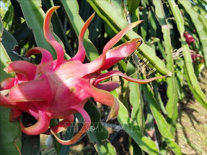 种植区号:助推越南农产品走向世界 ảnh 1 种植区号:助推越南农产品走向世界 ảnh 1