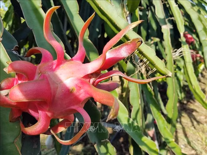 种植区号:助推越南农产品走向世界 ảnh 1 种植区号:助推越南农产品走向世界 ảnh 1