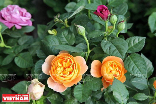 种植老玫瑰致富(组图) ảnh 20 种植老玫瑰致富(组图) ảnh 20