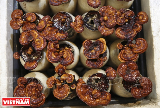 “越南理想”蘑菇品牌 ảnh 10 “越南理想”蘑菇品牌 ảnh 10