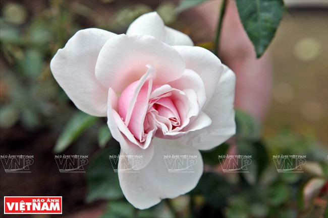 种植老玫瑰致富(组图) ảnh 14 种植老玫瑰致富(组图) ảnh 14