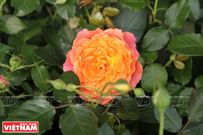 种植老玫瑰致富(组图) ảnh 17 种植老玫瑰致富(组图) ảnh 17