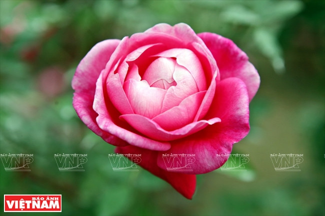 种植老玫瑰致富(组图) ảnh 10 种植老玫瑰致富(组图) ảnh 10