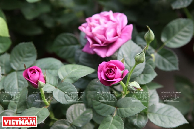 种植老玫瑰致富(组图) ảnh 19 种植老玫瑰致富(组图) ảnh 19