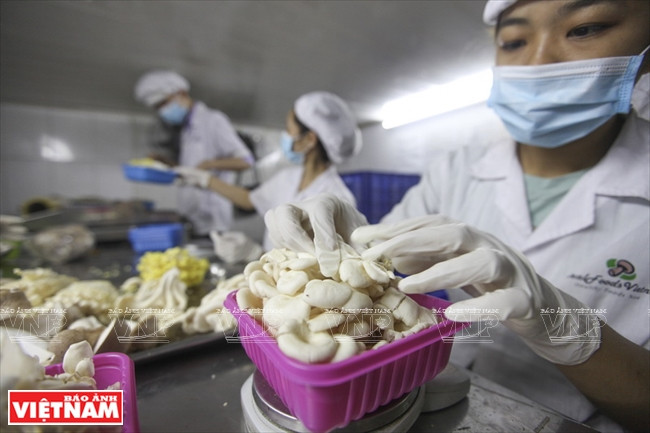 “越南理想”蘑菇品牌 ảnh 5 “越南理想”蘑菇品牌 ảnh 5