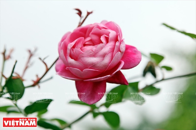 种植老玫瑰致富(组图) ảnh 11 种植老玫瑰致富(组图) ảnh 11