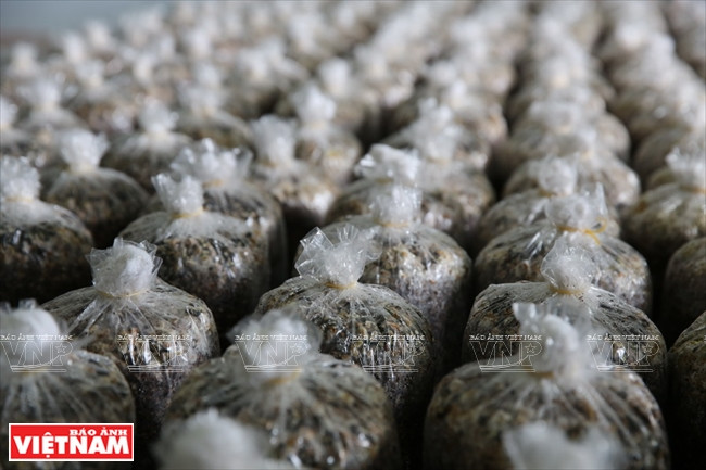 “越南理想”蘑菇品牌 ảnh 3 “越南理想”蘑菇品牌 ảnh 3