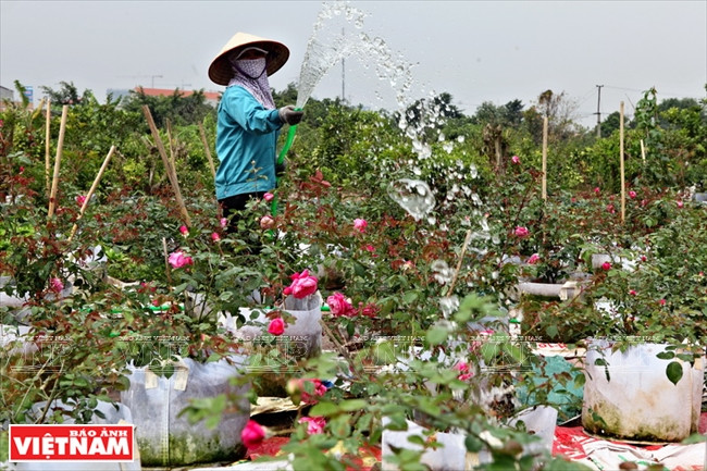 种植老玫瑰致富(组图) ảnh 3 种植老玫瑰致富(组图) ảnh 3