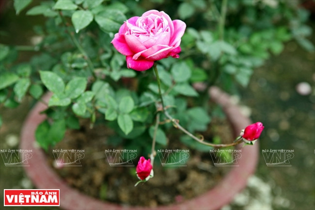 种植老玫瑰致富(组图) ảnh 15 种植老玫瑰致富(组图) ảnh 15