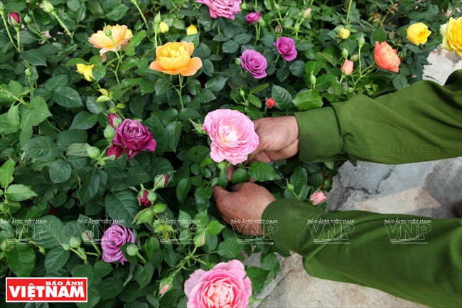 种植老玫瑰致富(组图) ảnh 8 种植老玫瑰致富(组图) ảnh 8