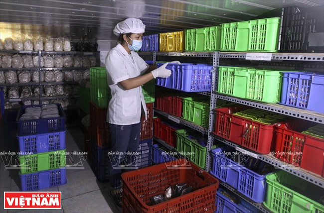 “越南理想”蘑菇品牌 ảnh 6 “越南理想”蘑菇品牌 ảnh 6