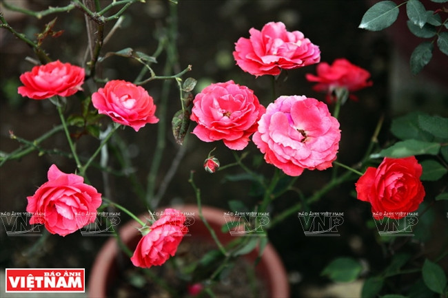 种植老玫瑰致富(组图) ảnh 13 种植老玫瑰致富(组图) ảnh 13