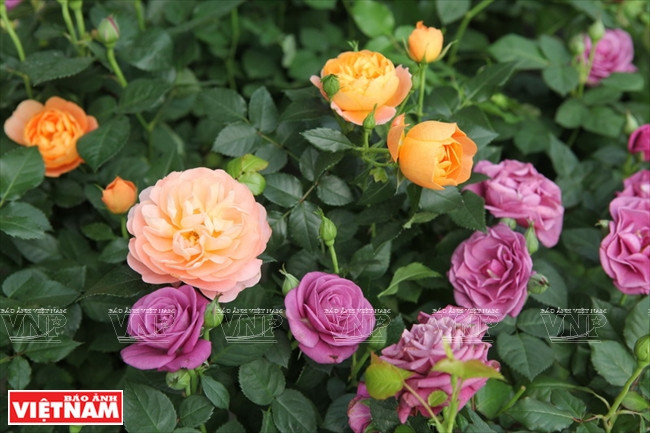 种植老玫瑰致富(组图) ảnh 16 种植老玫瑰致富(组图) ảnh 16