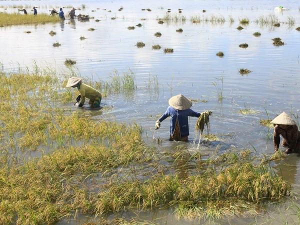 永隆省着力推进经济增长 ảnh 1 永隆省着力推进经济增长 ảnh 1