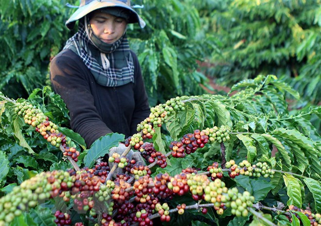 越南咖啡需及时破解加工保鲜技术难题 ảnh 1 越南咖啡需及时破解加工保鲜技术难题 ảnh 1