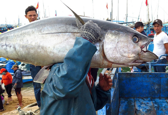 富安省出资2.1万亿越盾推动水产业发展 ảnh 1