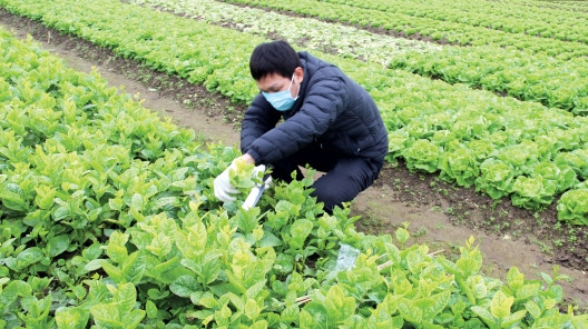 新冠肺炎疫情下推进农业增长 ảnh 1 新冠肺炎疫情下推进农业增长 ảnh 1