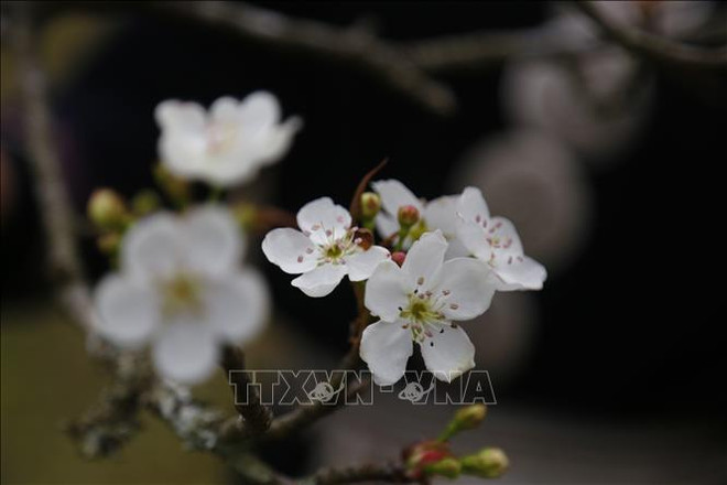 宣光省鸿泰梨花节精彩开幕 ảnh 1