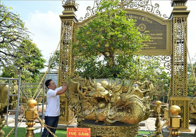 同塔省十棵黄梅花树系列拿下世界纪录 ảnh 1