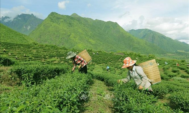 少数民族地区和山区经济社会发展国家目标计划扶持机制和政策更新 ảnh 1 少数民族地区和山区经济社会发展国家目标计划扶持机制和政策更新 ảnh 1