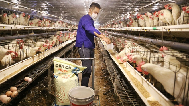 越南畜牧业:适应是一种性命交关的措施 ảnh 1 越南畜牧业:适应是一种性命交关的措施 ảnh 1