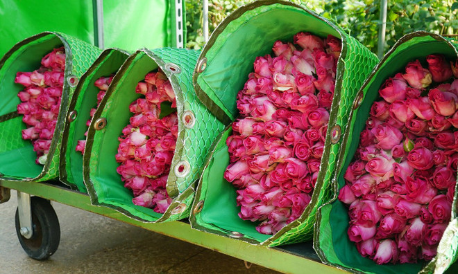 越南鲜花出口额达6100万美元 ảnh 1 越南鲜花出口额达6100万美元 ảnh 1