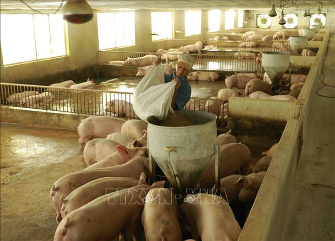 2022年越南肉类及肉制品进口需求难以大幅增加 ảnh 1