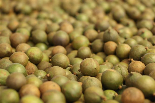 越南政府总理阮春福:坚果必须“后走先到” ảnh 3 越南政府总理阮春福:坚果必须“后走先到” ảnh 3