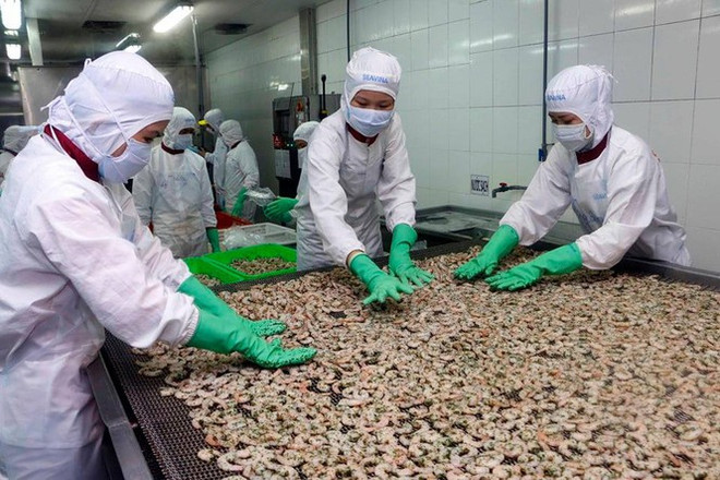 8月份虾类对欧盟出口额创年初以来最高增长率 ảnh 1 8月份虾类对欧盟出口额创年初以来最高增长率 ảnh 1