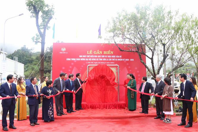 山萝省新鲜水果和草药加工厂投入运行 ảnh 1 山萝省新鲜水果和草药加工厂投入运行 ảnh 1