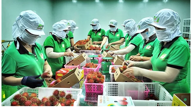 帮助企业化解困难 对美国出口水果 ảnh 1 帮助企业化解困难 对美国出口水果 ảnh 1