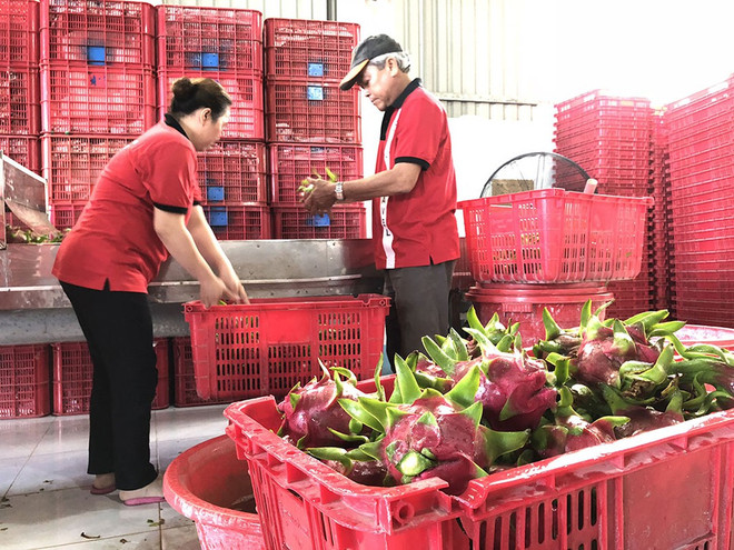 越南-中国(上海)水果制品线上会议吸引双方约40家企业参加 ảnh 2 越南-中国(上海)水果制品线上会议吸引双方约40家企业参加 ảnh 2