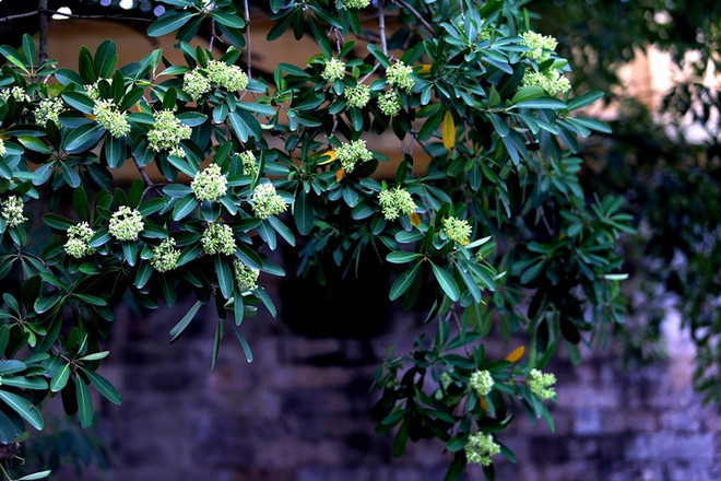 河内之秋的魅力 ảnh 2