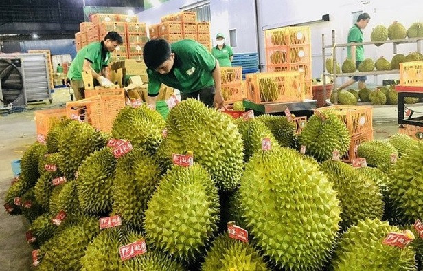 越南果蔬对中国出口一直保持增长势头 ảnh 1 越南果蔬对中国出口一直保持增长势头 ảnh 1